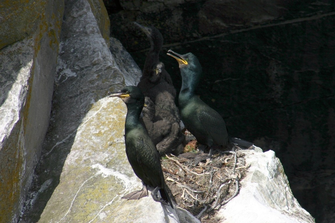 Family Of Five Shags In Too Small Nest, Mousa